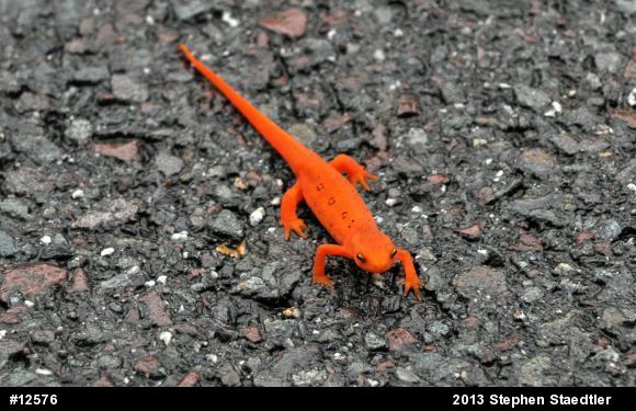 Red-spotted Newt