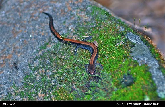 Eastern Red-backed  Salamander