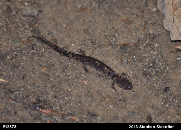 Eastern Red-backed  Salamander