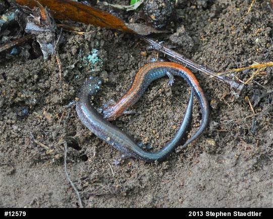 Eastern Red-backed  Salamander