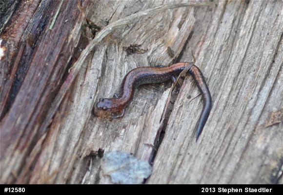 Eastern Red-backed  Salamander