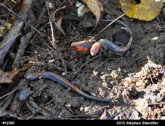 Eastern Red-backed  Salamander