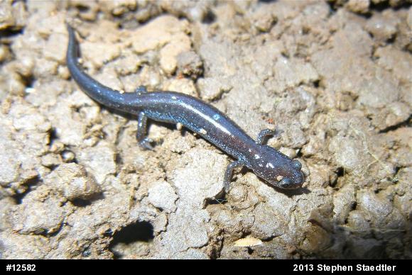 Eastern Red-backed  Salamander
