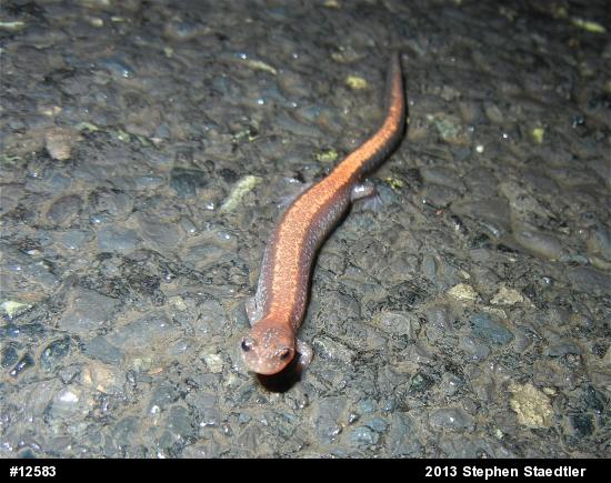 Eastern Red-backed  Salamander