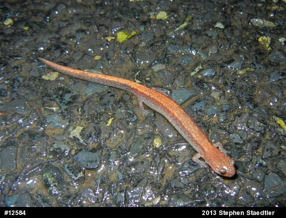 Eastern Red-backed  Salamander