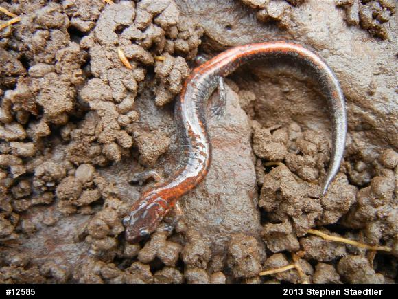 Eastern Red-backed  Salamander