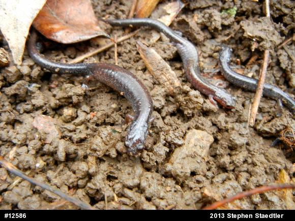 Eastern Red-backed  Salamander