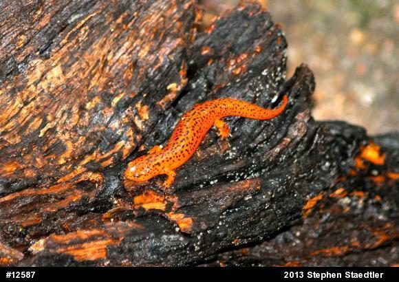 Northern Red Salamander