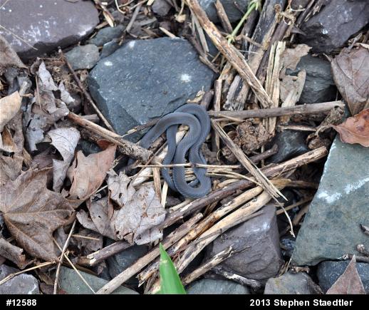 Northern Ring-necked Snake