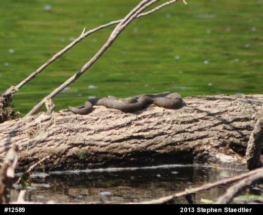 Northern Watersnake