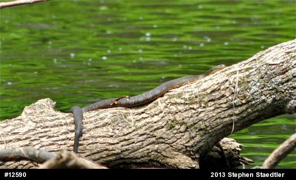 Northern Watersnake
