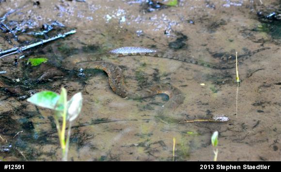 Northern Watersnake