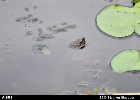 Northern Watersnake