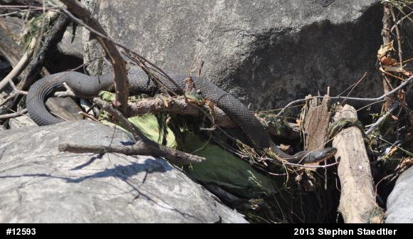 Northern Watersnake
