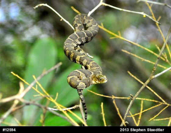 Northern Watersnake