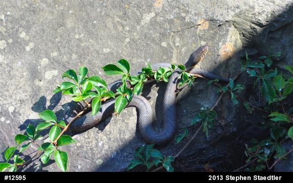 Northern Watersnake