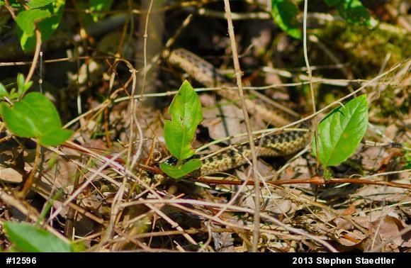Eastern Gartersnake