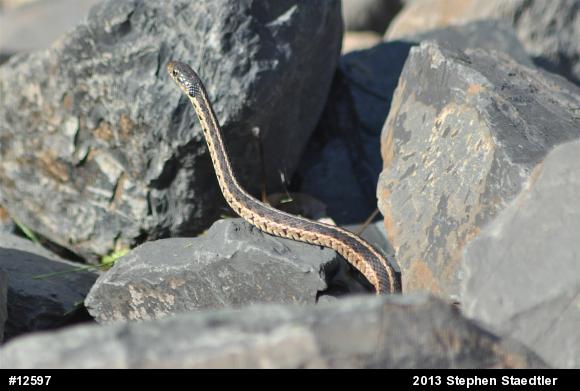 Eastern Gartersnake