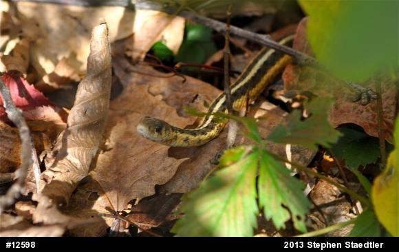 Eastern Gartersnake