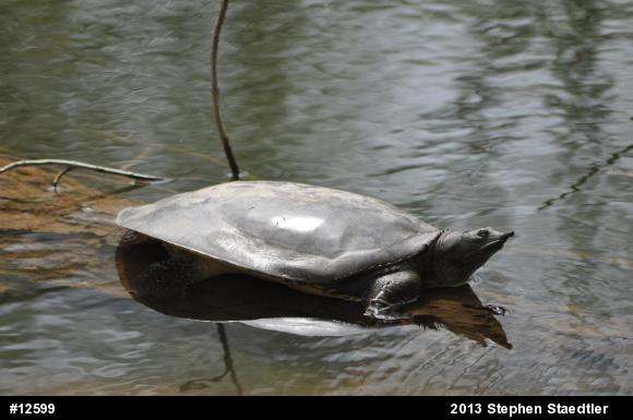 Eastern Spiny Softshell