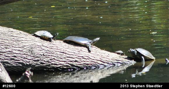 Eastern Spiny Softshell