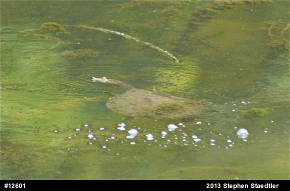 Eastern Spiny Softshell