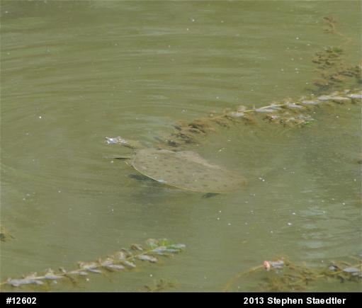 Eastern Spiny Softshell