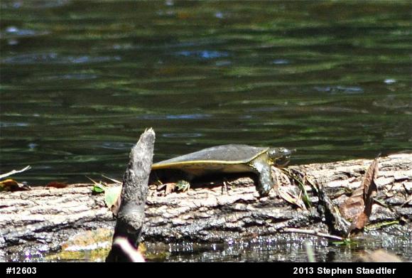 Eastern Spiny Softshell