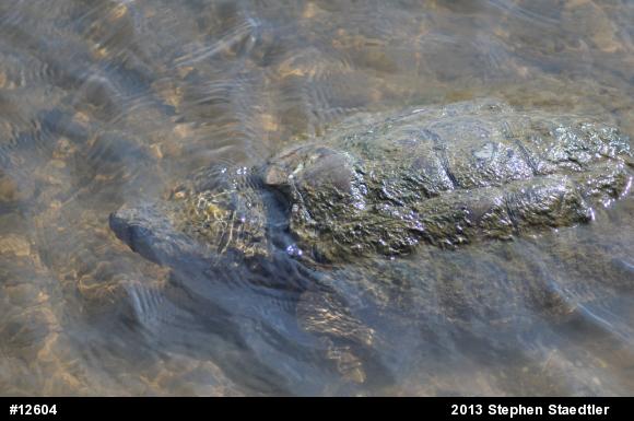 Snapping Turtle