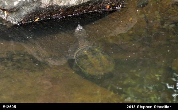 Snapping Turtle