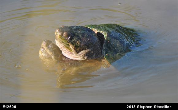 Snapping Turtle