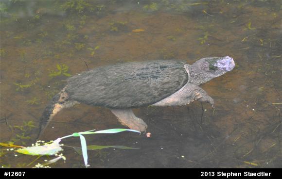 Snapping Turtle