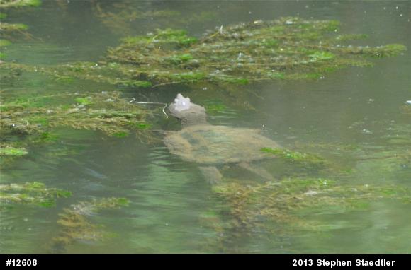 Snapping Turtle