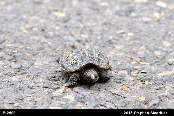 Snapping Turtle