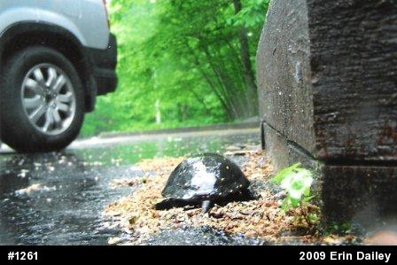 Spotted Turtle
