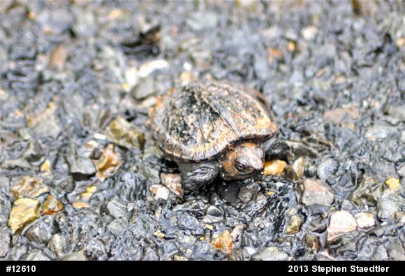 Snapping Turtle