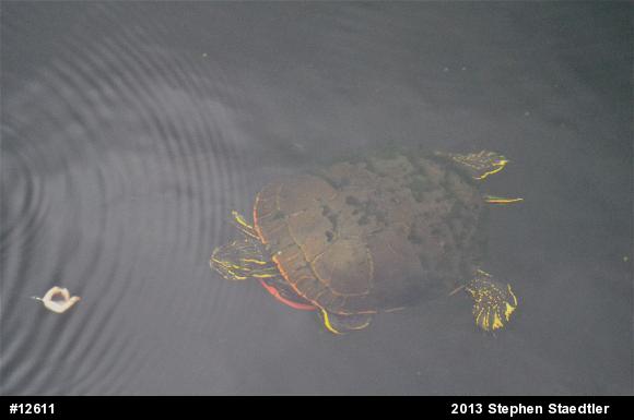 Painted Turtle