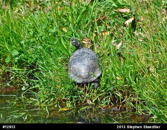 Eastern Painted Turtle
