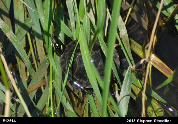 Eastern Painted Turtle