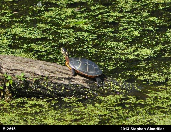 Eastern Painted Turtle