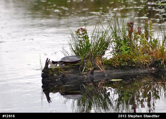 Eastern Painted Turtle