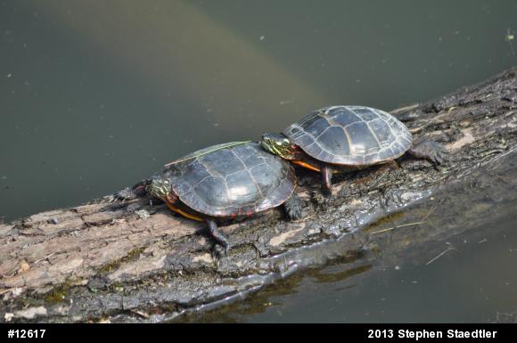 Eastern Painted Turtle