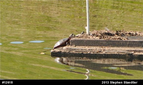 Painted Turtle