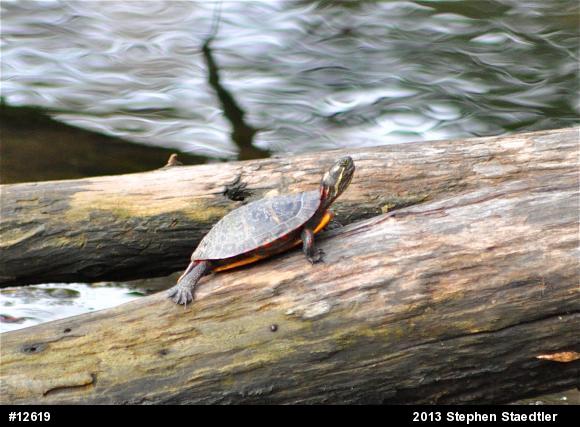 Eastern Painted Turtle