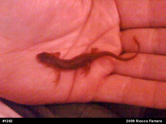 Red-spotted Newt