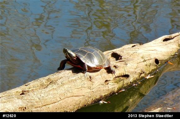 Eastern Painted Turtle