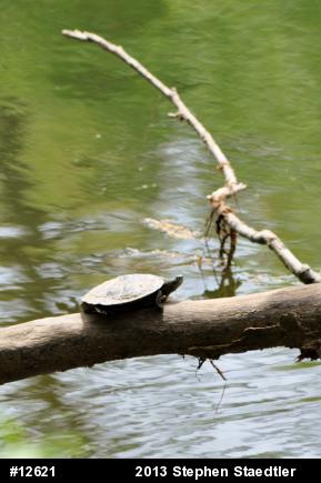 Northern Map Turtle