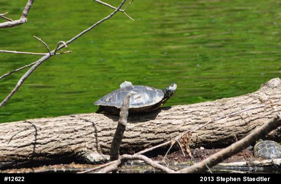 Northern Map Turtle