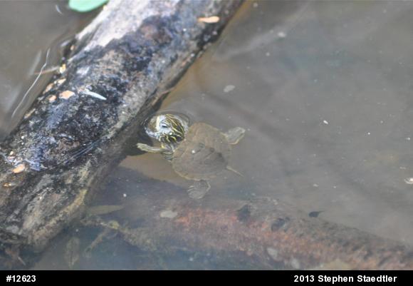 Northern Map Turtle