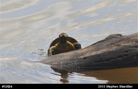 Northern Map Turtle
